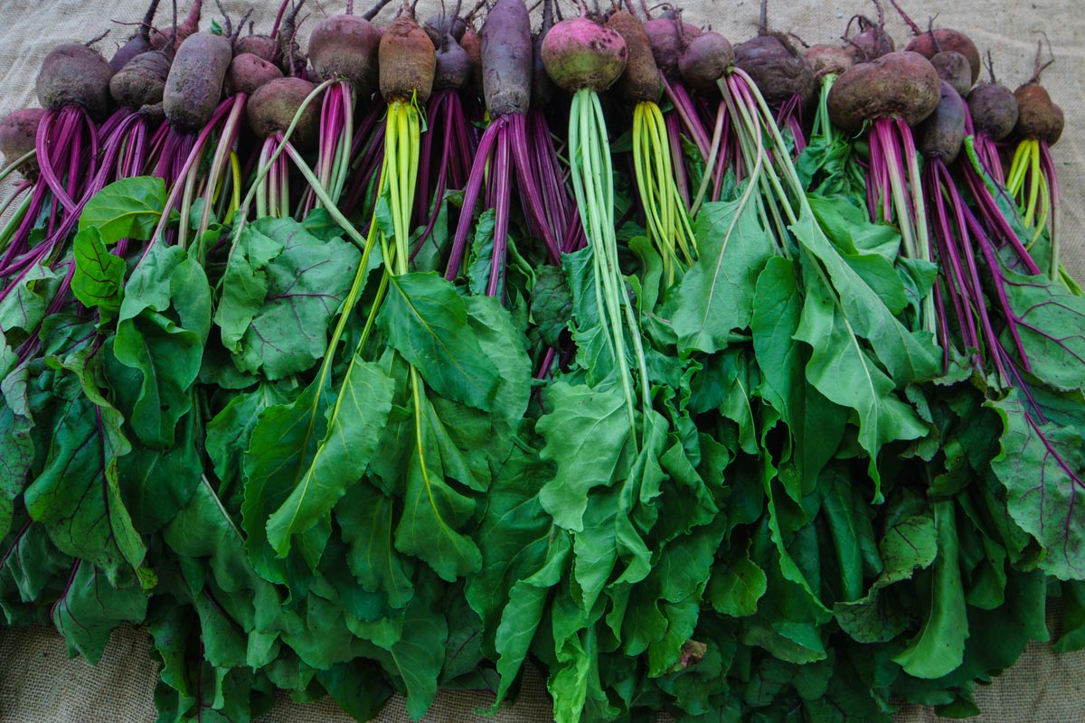 A harvest of beets and turnips