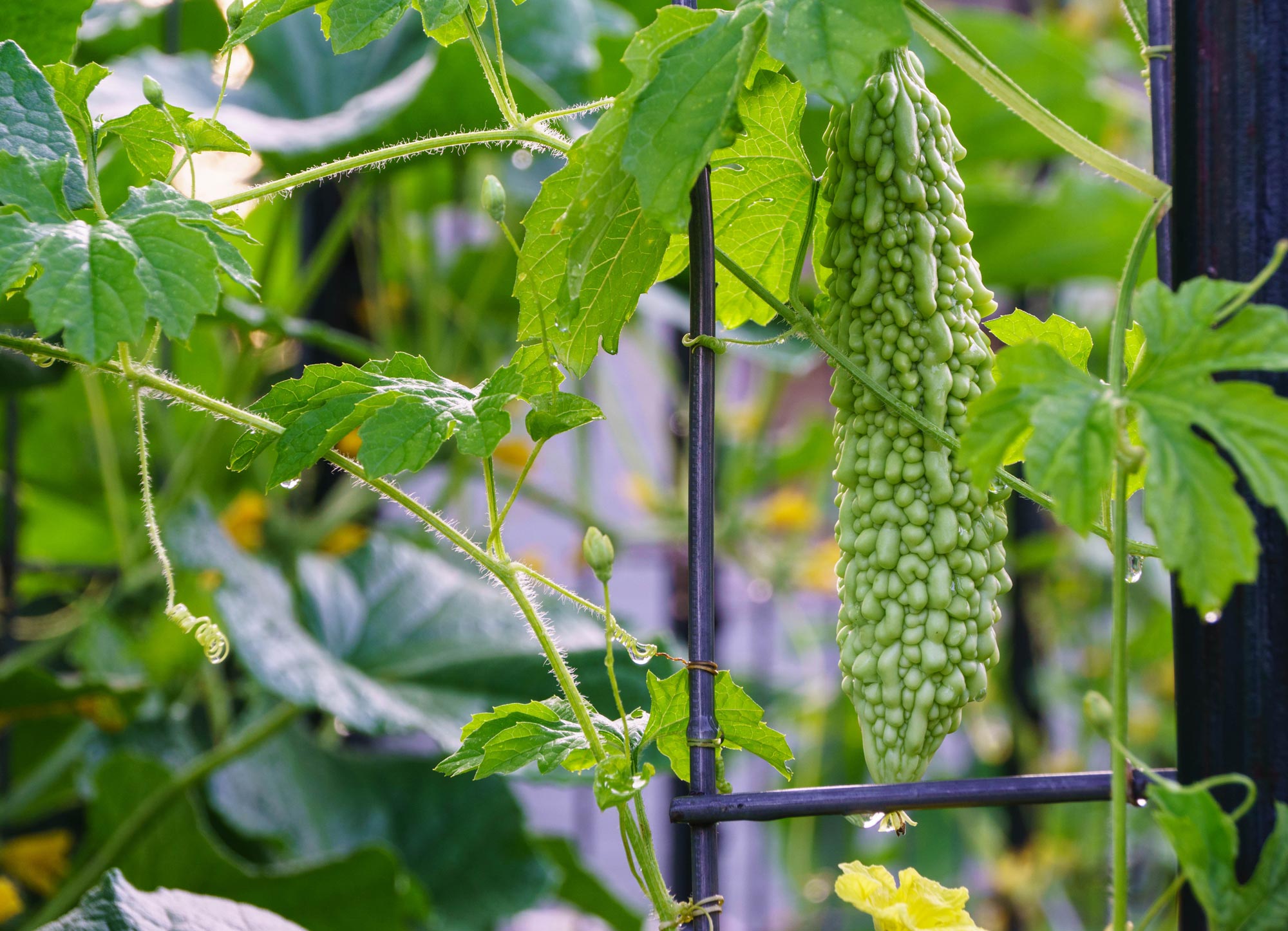 Bitter gourd on the vine