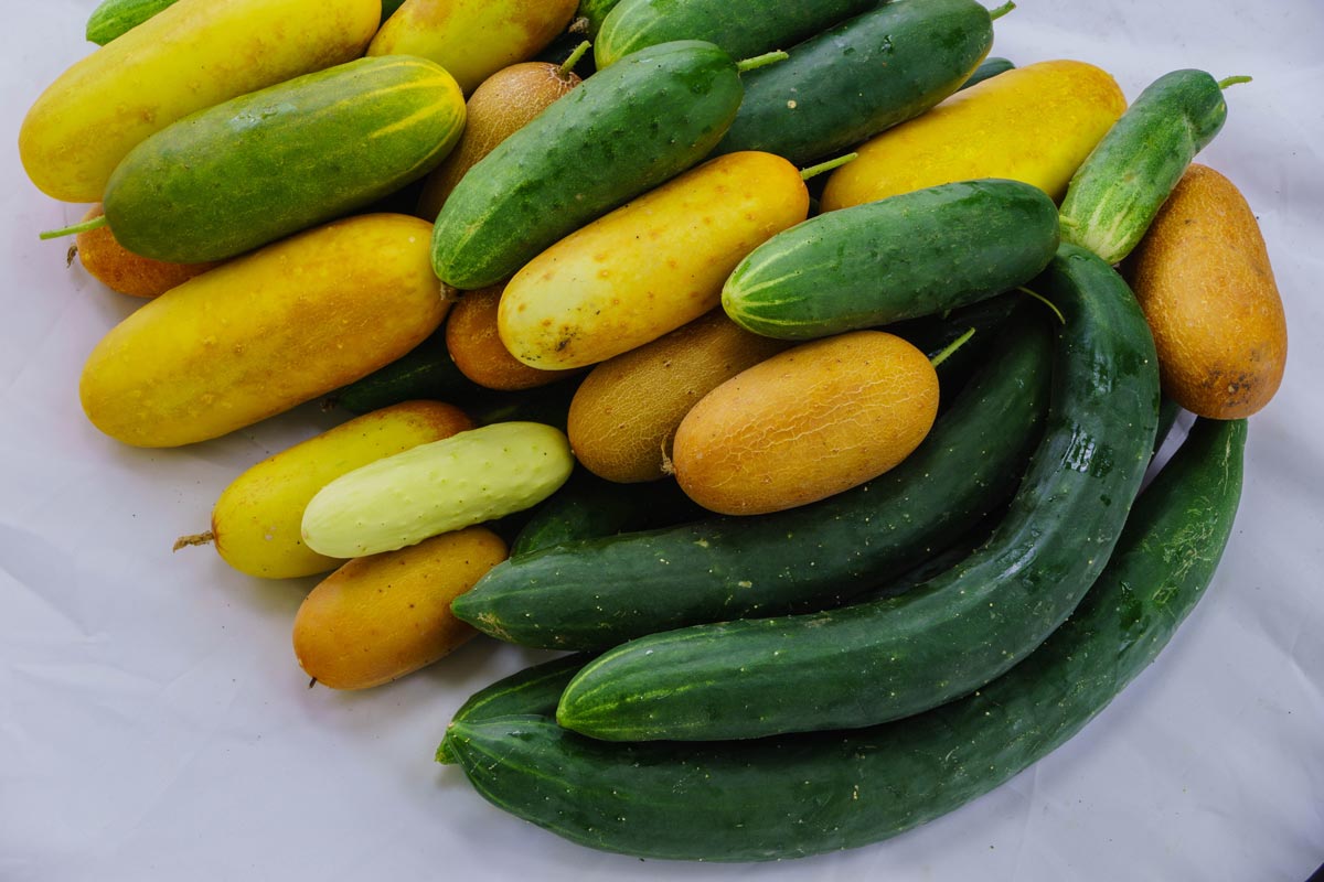 A colorful cucumber harvest