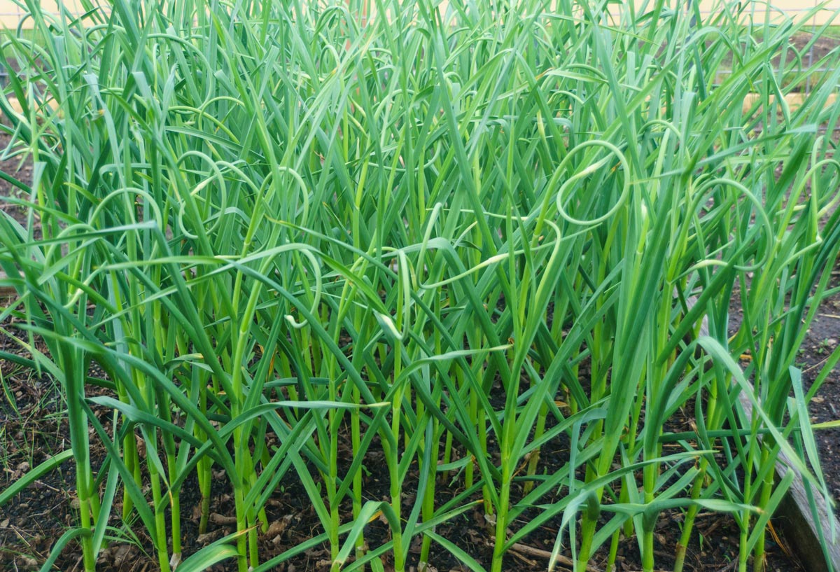 Garlic growing in the garden