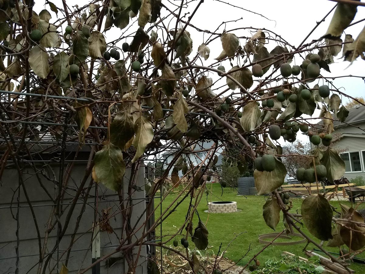 Hardy kiwi fruits, all dead after a hard frost.