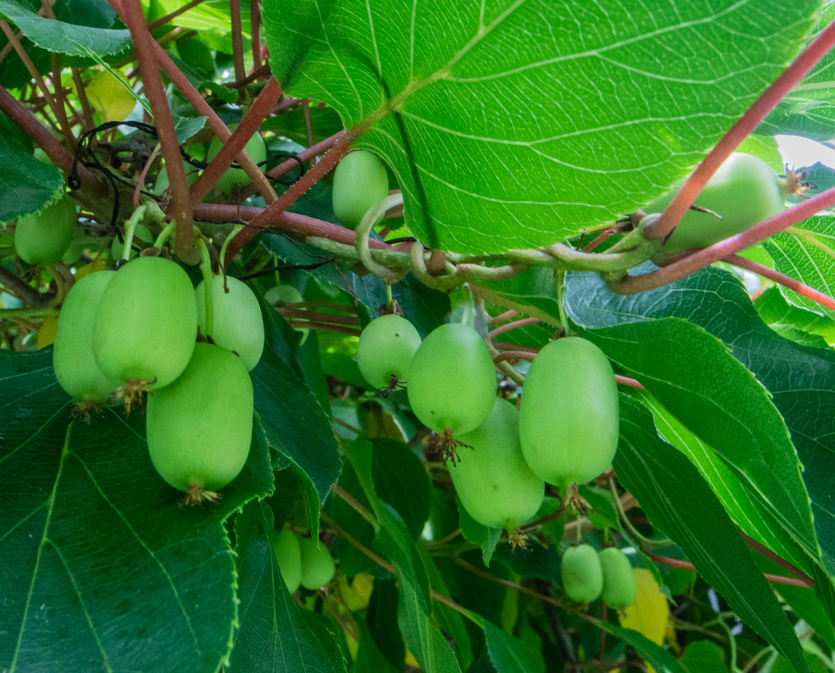 A cluster of kiwifruit