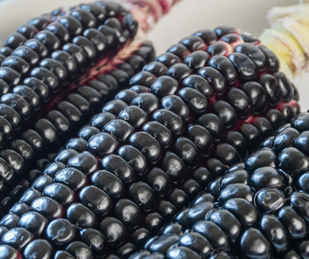 Freshly harvested Kulli corn