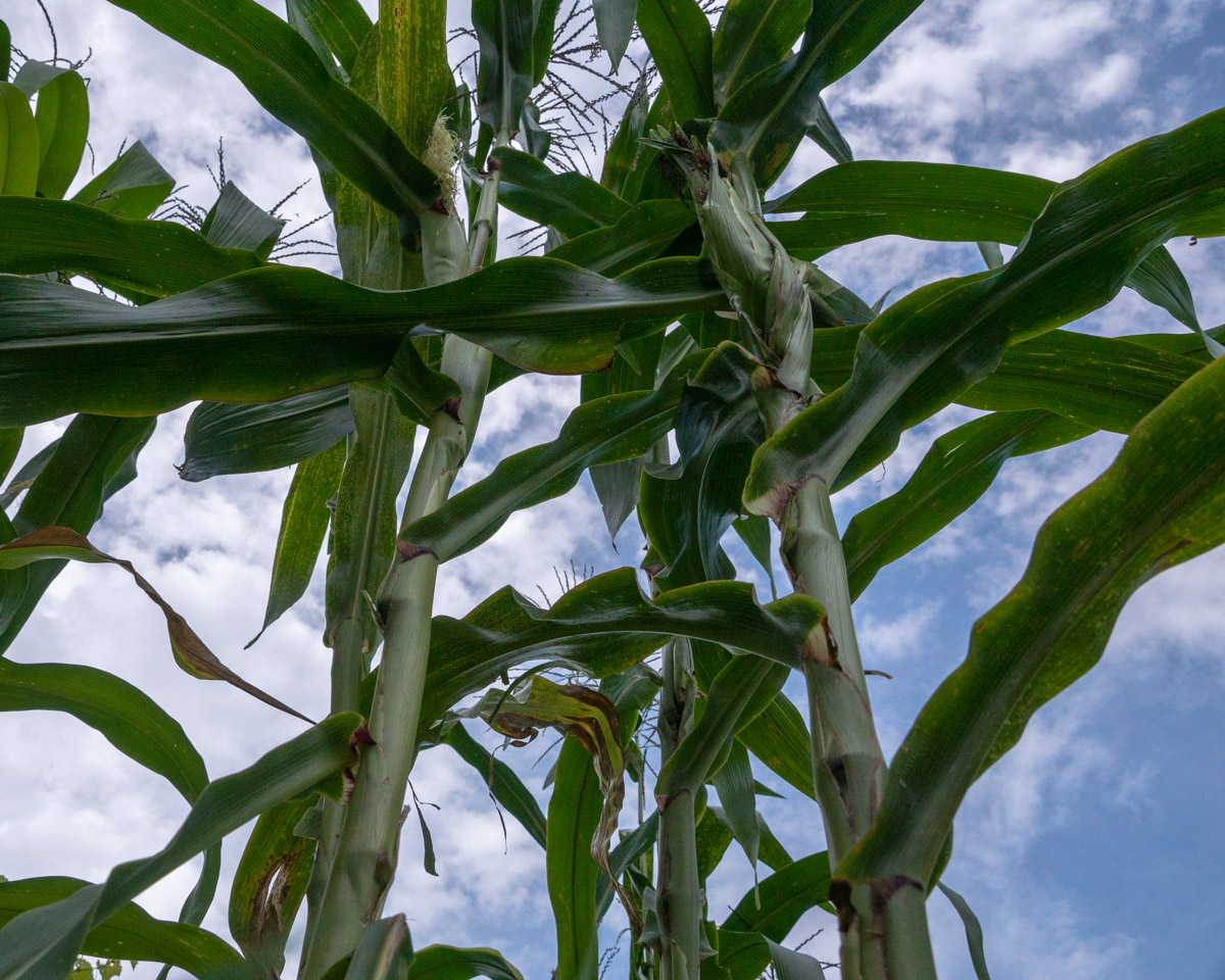 Kulli corn plants