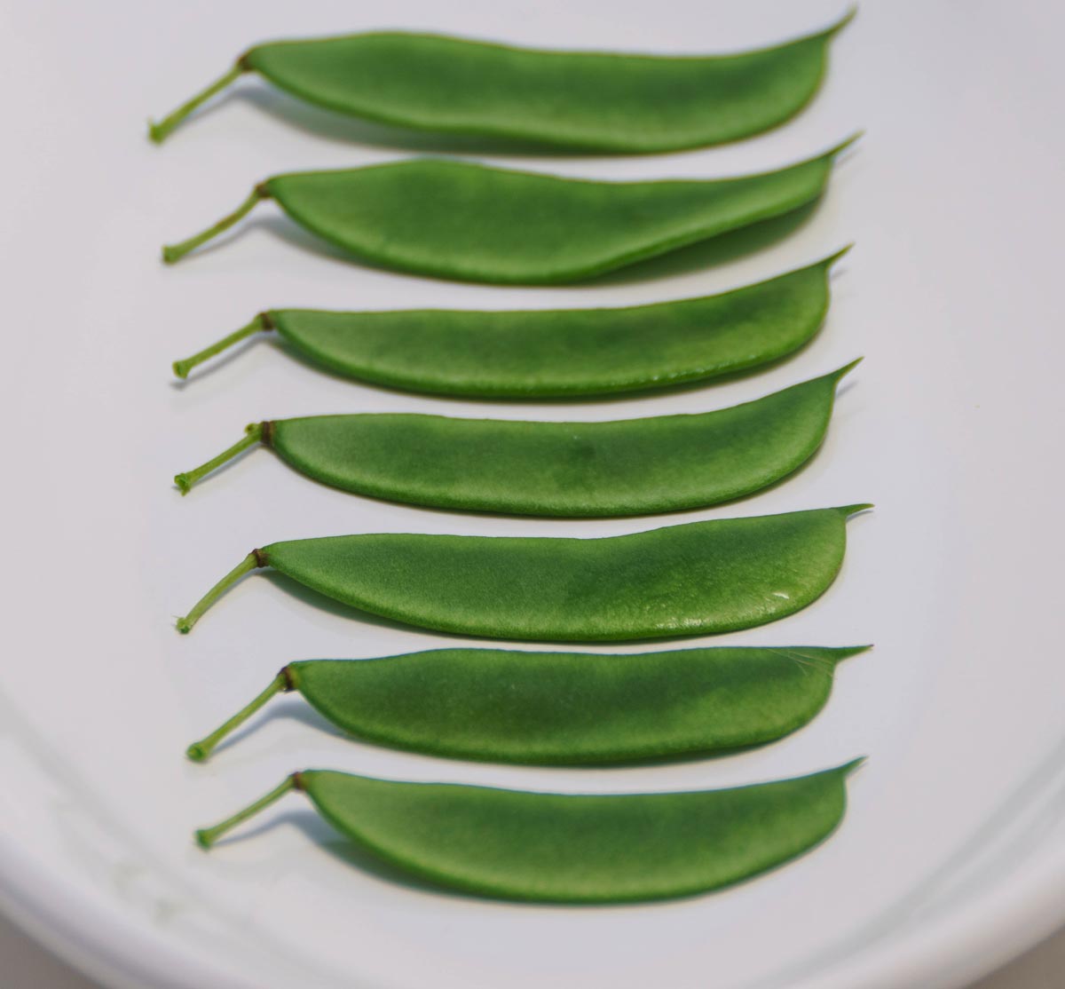 Henderson lima beans, harvested and arranged in a row