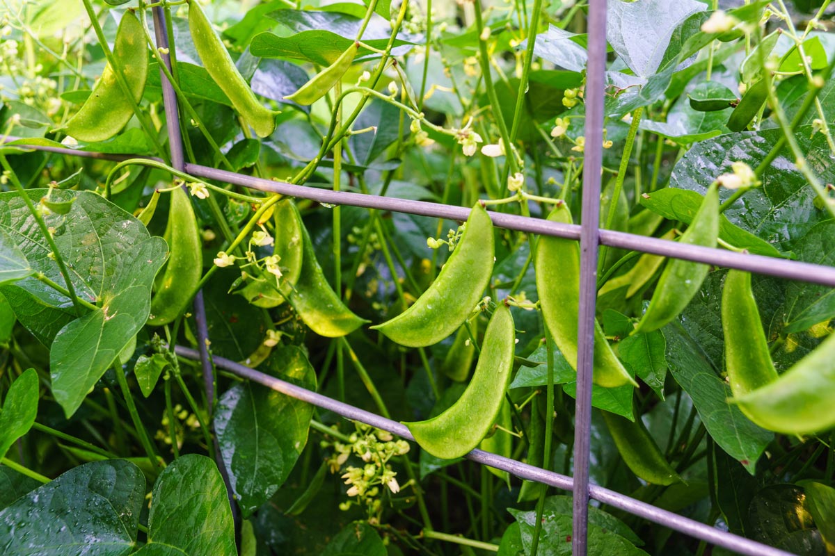 Henderson lima bean plants with plenty of pods.