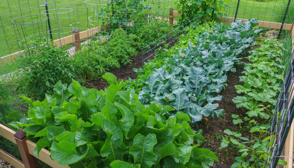 Leafy greens in the raised beds