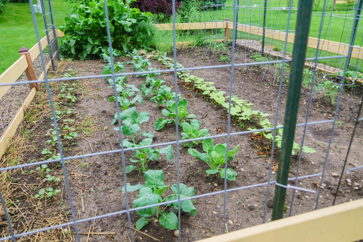 Young plants and the trellis - garden 3