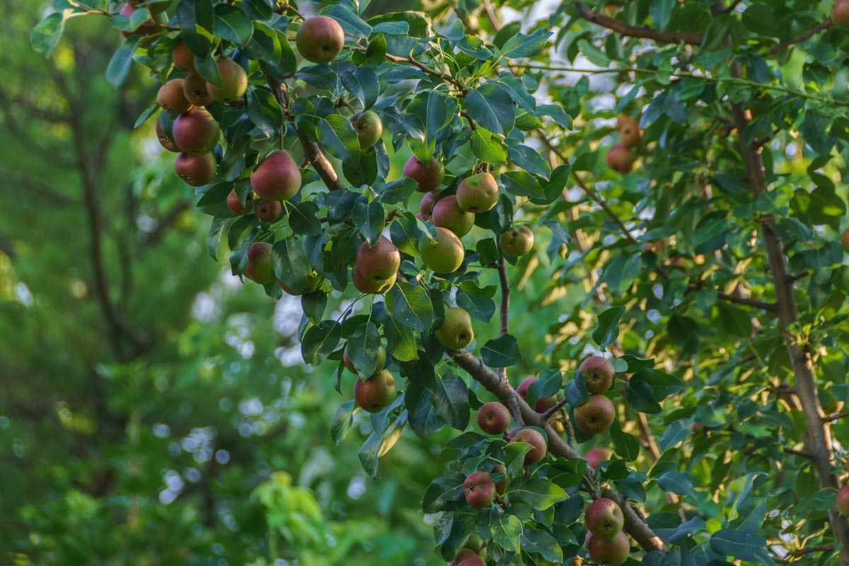 Ripening pears