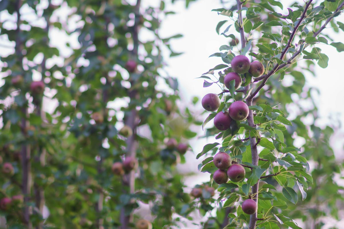 organically grown pear tree with ripe fruits