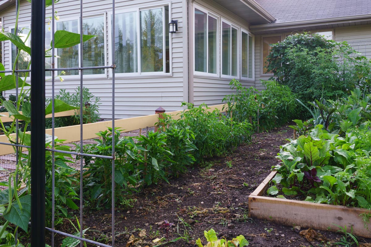 A row of pepper plants