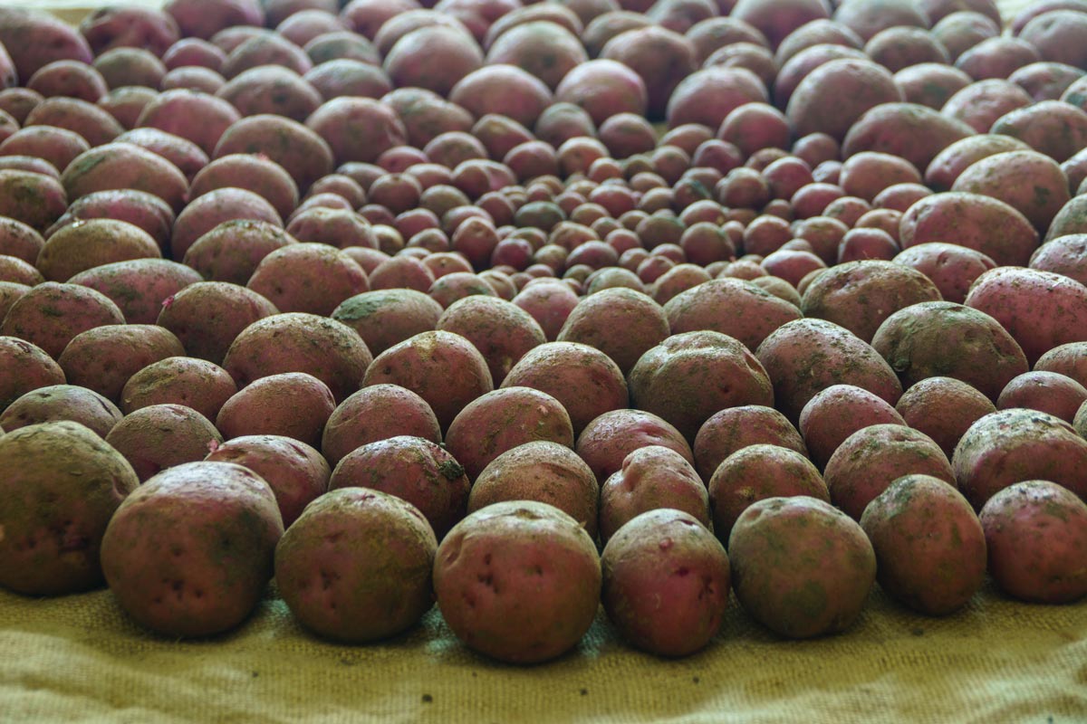 A harvest of potatoes