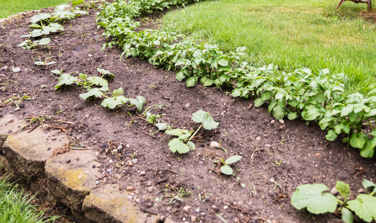Young potato plants
