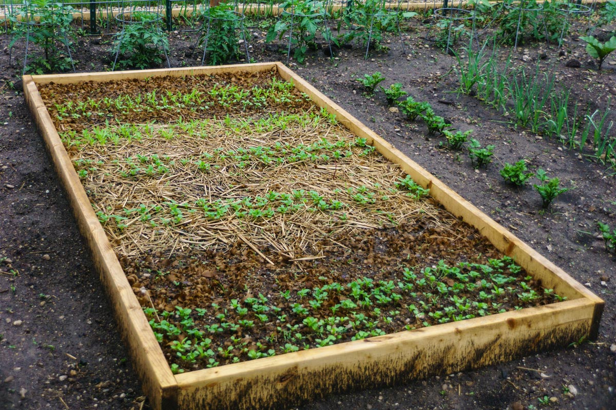 Rows of seedlings