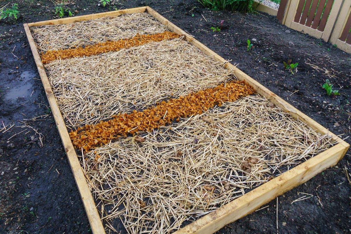 Raised beds prepared for planting