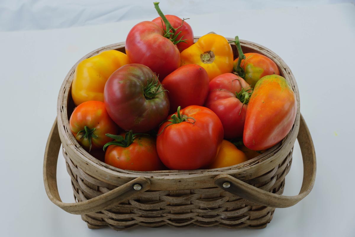 A basket of colorful tomatoes